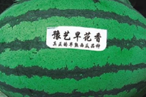 豫艺早花香