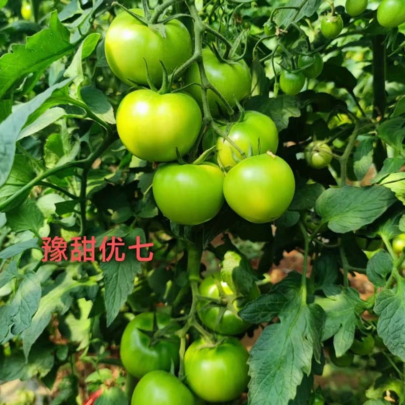豫艺优七