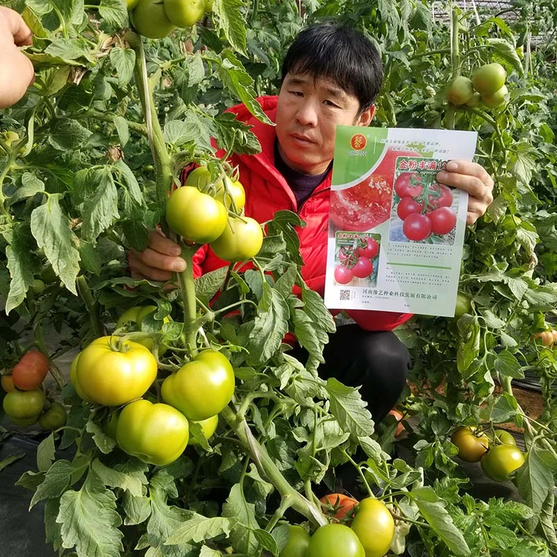金粉丰满128