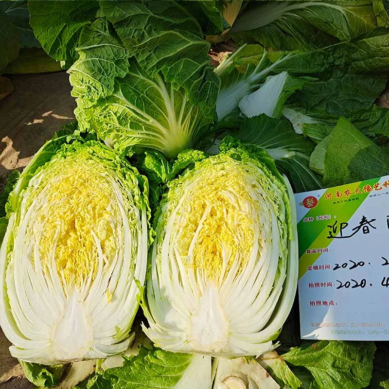 豫艺迎春白菜