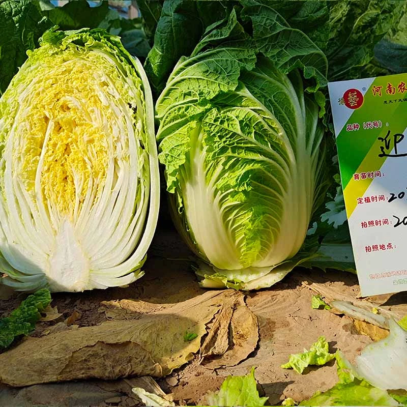 豫艺迎春白菜