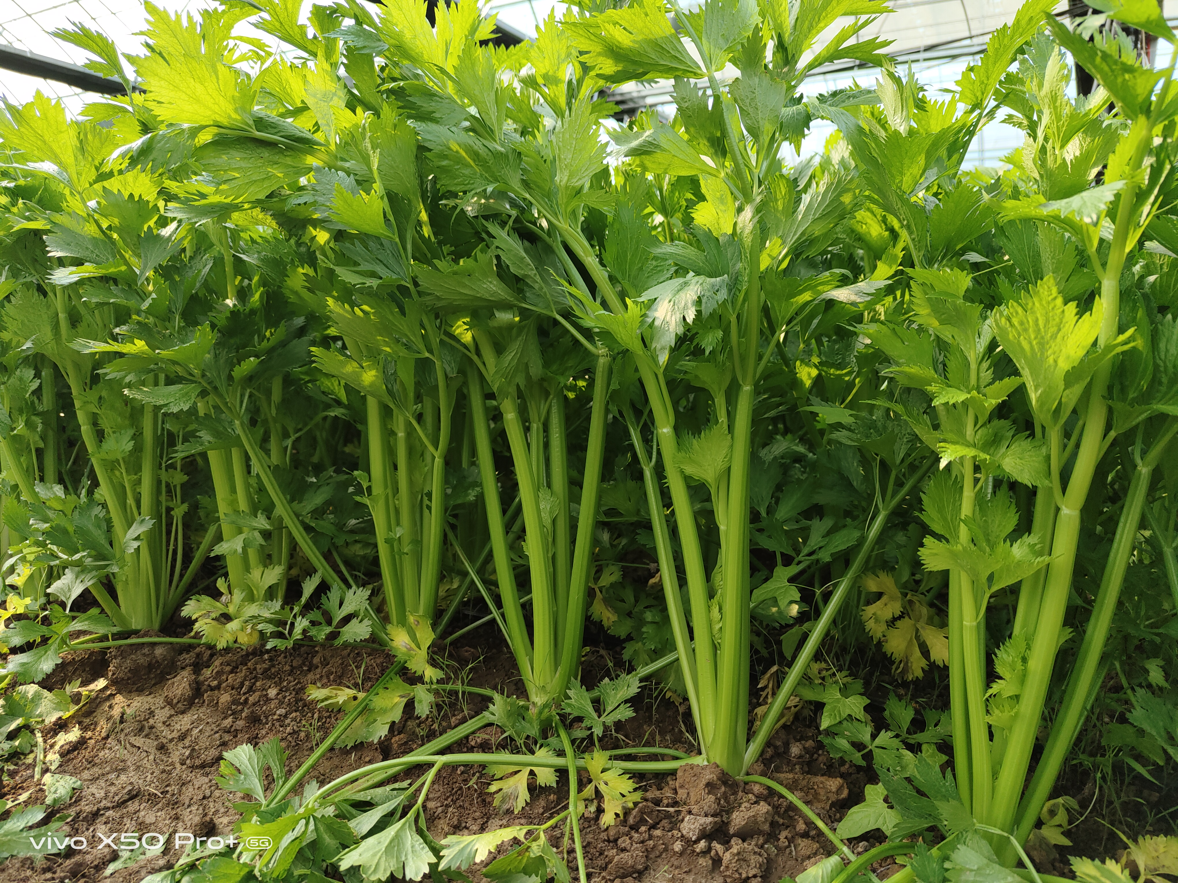 马家沟芹菜，给菜农朋友、农业园区的发展启示