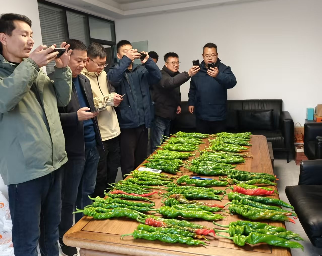 跨越3600公里的育种调研——豫艺公司深耕南北，只为椒农选好种